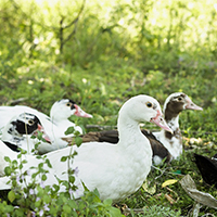 Fabriqué à partir de foie gras de canard du Sud-Ouest